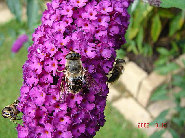 20050813 0026DSCw [D~LIP] Mistbiene (Eristalis tenax), Schmetterlingsstrauch (Buddleja davidii 'Royal Red'), Bad Salzuflen