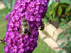 20050813 0027DSCw [D~LIP] Mistbiene (Eristalis tenax), Schmetterlingsstrauch (Buddleja davidii 'Royal Red'), Bad Salzuflen