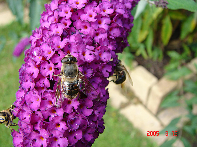 20050813 0028DSCw [D~LIP] Mistbiene (Eristalis tenax), Schmetterlingsstrauch (Buddleja davidii 'Royal Red'), Bad Salzuflen