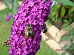 20050813 0030DSCw [D~LIP] Mistbiene (Eristalis tenax), Schmetterlingsstrauch (Buddleja davidii 'Royal Red'), Bad Salzuflen