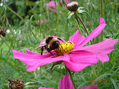 20050813 0031DSCw [D~LIP] Hummel, Bad Salzuflen