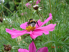 20050813 0032DSCw [D~LIP] Hummel, Bad Salzuflen