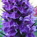 20060611 0344DSCw [D~LIP] Knabenkraut (Dactylorhiza-Hybriden), Bad Salzuflen