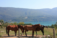 chevaux sur les bords  du lac