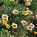 20060203 139DSCw [TR] Asteraceae (Gazania Hybride), Tüngüsü
