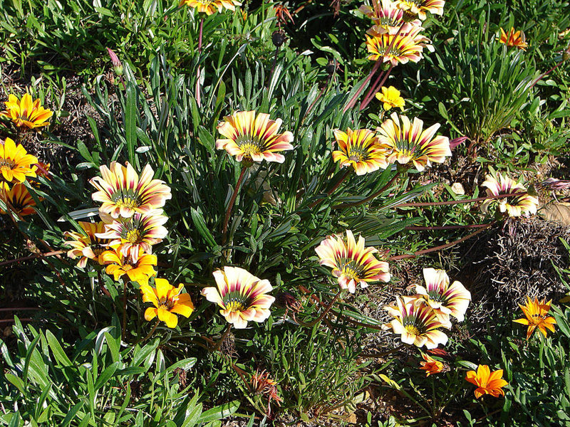 20060203 139DSCw [TR] Asteraceae (Gazania Hybride), Hotel, Bogazkent