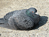 20090401 0005DSCw [D~LIP] Felsentaube (Columba livia), Landschaftsgarten, Bad Salzuflen