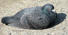 20090401 0006DSCw [D~LIP] Felsentaube (Columba livia), Landschaftsgarten, Bad Salzuflen