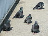 20090401 0007DSCw [D~LIP] Felsentaube (Columba livia), Landschaftsgarten, Bad Salzuflen