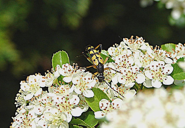 20090530 3061DSCw [D~LIP] Gefleckter Schmalbock (Strangalia maculata), Feuerdorn, Bad Salzufeln