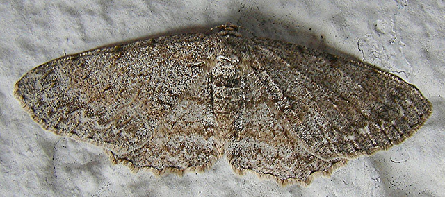 20060615 0345DSCw [D~LIP] Aschgrauer Rindenspanner (Hypomecis punctinalis), Bad Salzuflen