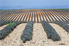 le plateau de Valensole 1