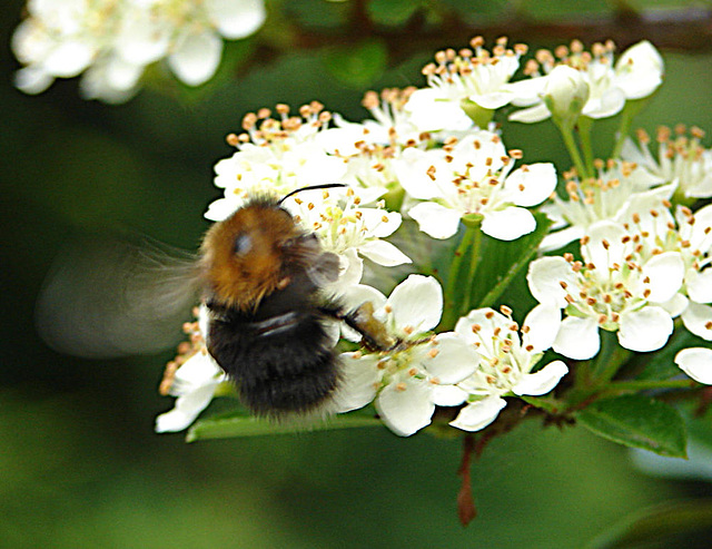 20090530 3068DSCw [D~LIP] Baum-Hummel (Bombus hypnorum), Feuerdorn, Bad Salzuflen