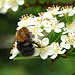 20090530 3068DSCw [D~LIP] Baum-Hummel (Bombus hypnorum), Feuerdorn, Bad Salzuflen