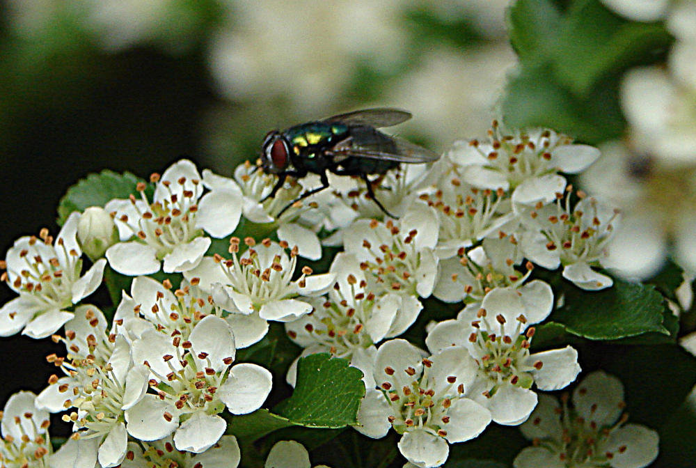 20090530 3069DSCw  [D~LIP] Goldfliege (Lucilia caesar) [Grüne Schmeißfliege], Feuerdorn, Bad Salzuflen