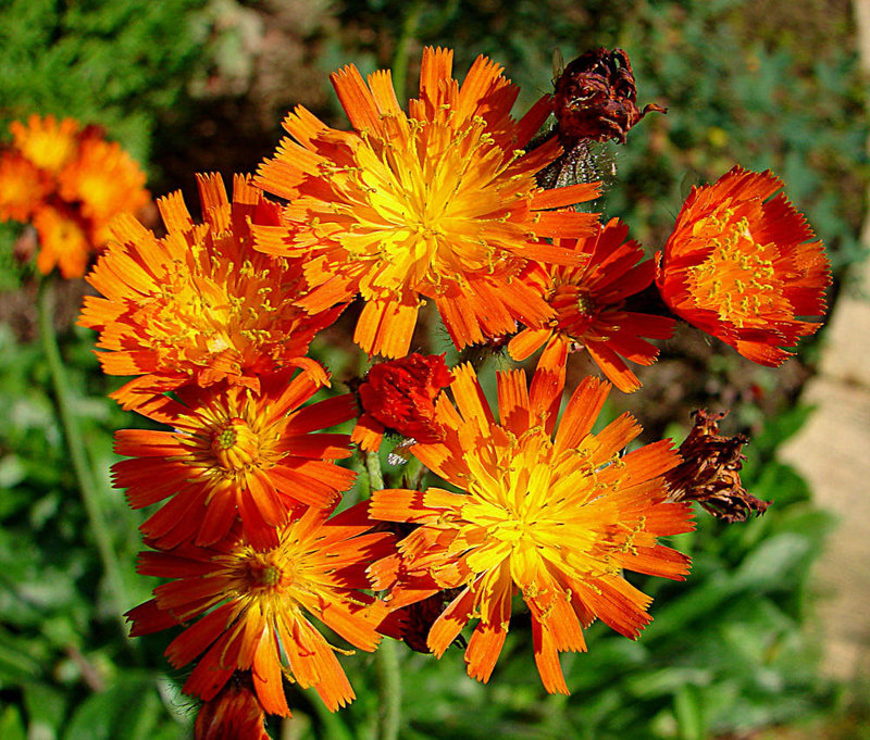 20051010 001DSCw [D~LIP] Habichtskraut (Hieracium aurantiacum), Bad Salzuflen