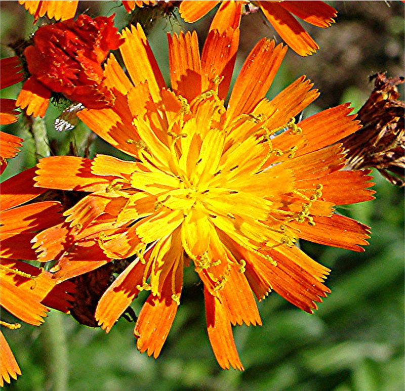 20051010 001DSCw [D~LIP] Habichtskraut (Hieracium aurantiacum), Bad Salzuflen