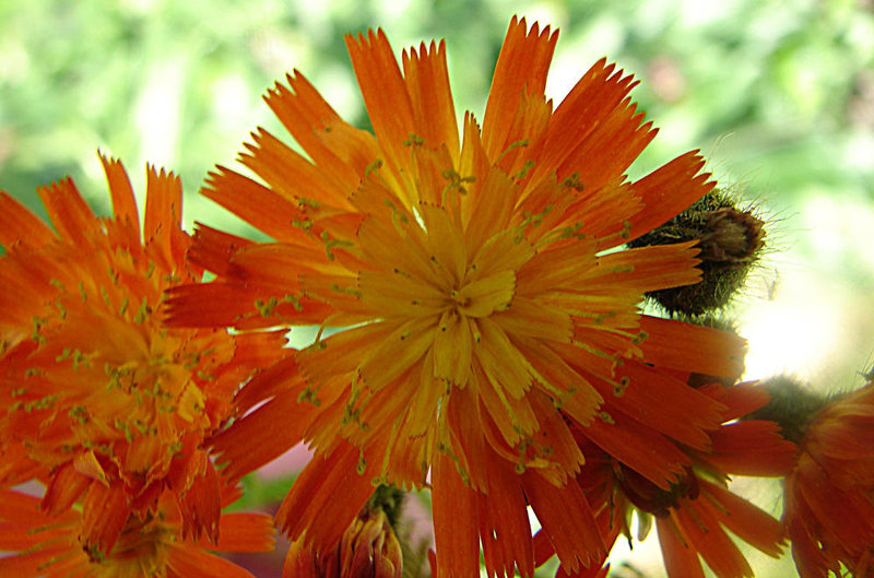 20051010 002DSCw [D~LIP] Habichtskraut (Hieracium aurantiacum), Bad Salzuflen