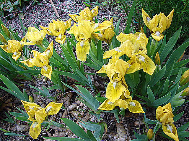 20090415 0012DSCw [D~LIP] Zwergschwertlilie ((Iris Barbata-Nana (Iris pumila)), Bad Salzuflen