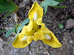 20090415 0013DSCw [D~LIP] Zwergschwertlilie ((Iris Barbata-Nana (Iris pumila)), Bad Salzuflen