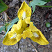 20090415 0013DSCw [D~LIP] Zwergschwertlilie ((Iris Barbata-Nana (Iris pumila)), Bad Salzuflen