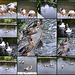 Les canards de Pont Aven