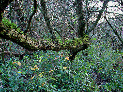 20051106 0147DSCw [D~LIP] Baum mit Moos, Bad Salzuflen