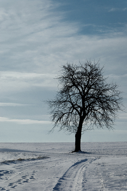 Winter Tree