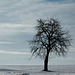 Winter Tree