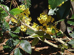 20090420 0015DSCw [D~LIP] Berberitze (Berberis lologensis 'Mystery fire'), Bad Salzuflen