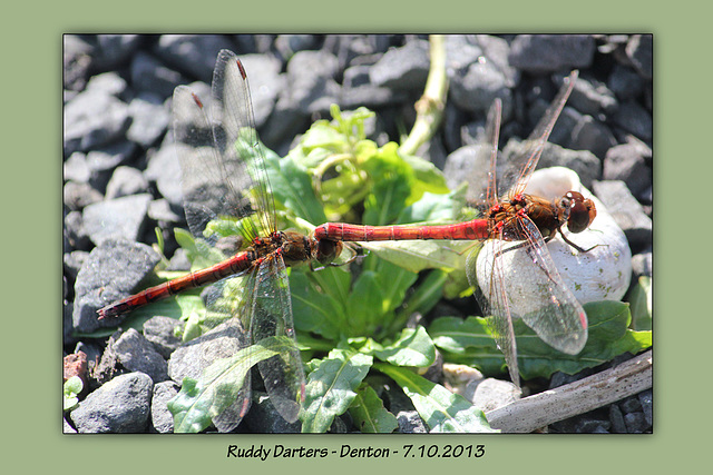 Ruddy Darters near Denton - 7.10.2013