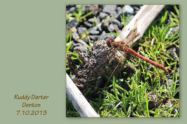 Ruddy Darter near Denton - 7.10.2013