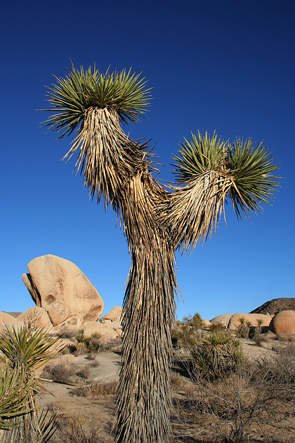 White Tank Campground (3039)