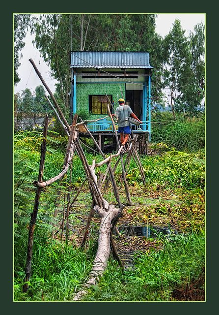 the little green house