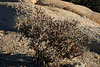 White Tank Campground - Pencil Cholla (3034)