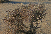 White Tank Campground - Pencil Cholla (3035)