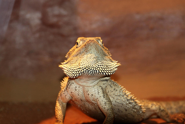 20090919 0741Aw [D-HF] Bartagame (Pogona vitticeps)