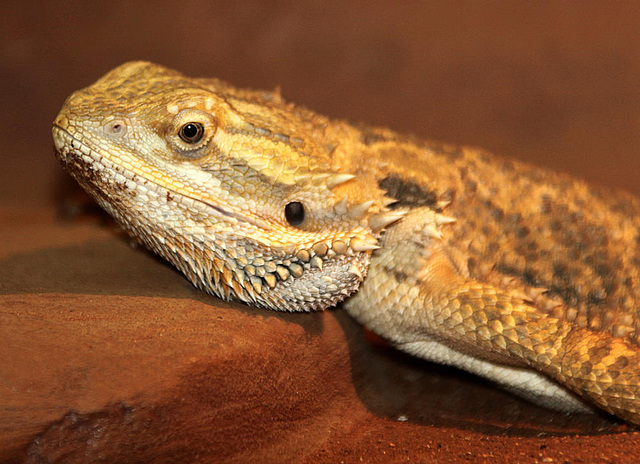 20090919 0742Aw [D-HF] Bartagame (Pogona vitticeps)