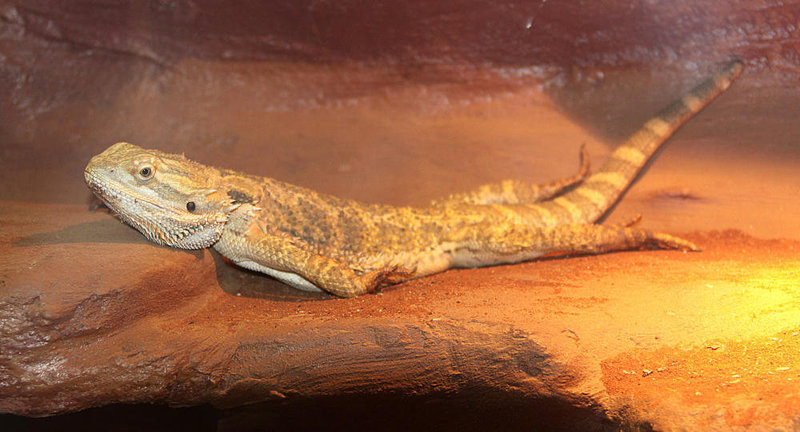 20090919 0743Aw [D-HF] Bartagame (Pogona vitticeps)