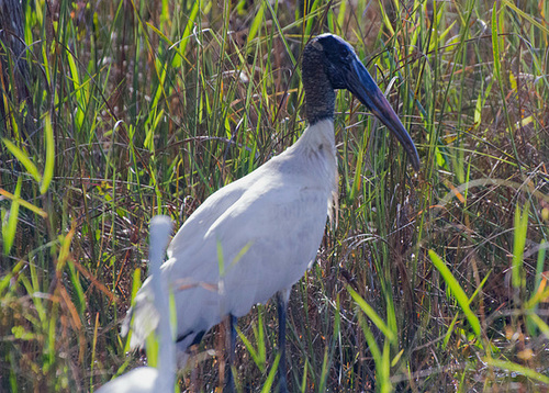 Wood Stork