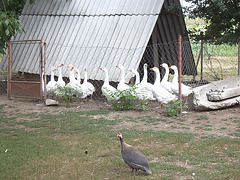 IMGP2296