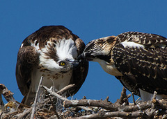 Osprey Feeding Young