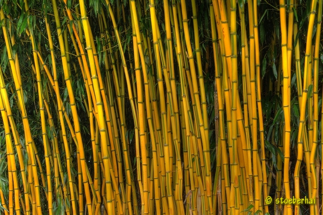 Bamboo