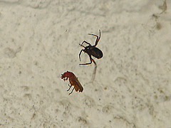 20090727 04811DSCw [D~LIP] Roter Weichkäfer (Rhagonycha fulva), Spinne, Bad Salzufeln