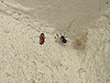 20090727 04816DSCw [D~LIP] Roter Weichkäfer (Rhagonycha fulva), Spinne, Bad Salzufeln