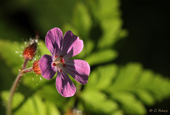 Herb Robert