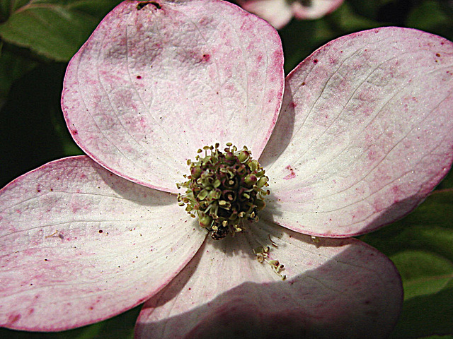 20090604 0286DSCw [D~LIP] Japanischer Blumenhartriegel (Cornus kousa 'Satomi'), Bad Salzuflen