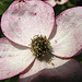20090604 0286DSCw [D~LIP] Japanischer Blumenhartriegel (Cornus kousa 'Satomi'), Bad Salzuflen