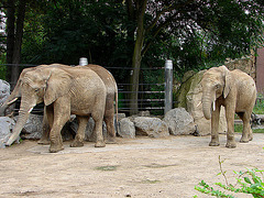 20060901 0603DSCw [D-DU] Afrikanischer Elefant (Loxodonta africana), Zoo Duisburg