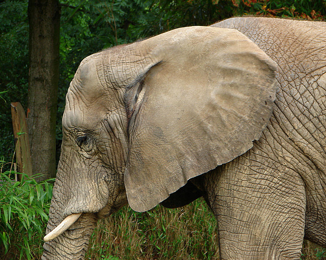 20060901 0604DSCw [D-DU] Afrikanischer Elefant (Loxodonta africana), Zoo Duisburg